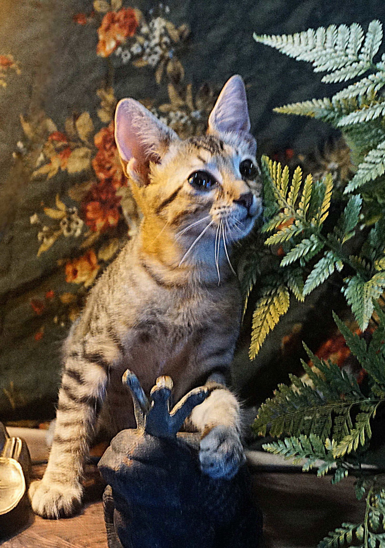 KITTEN MINNOW