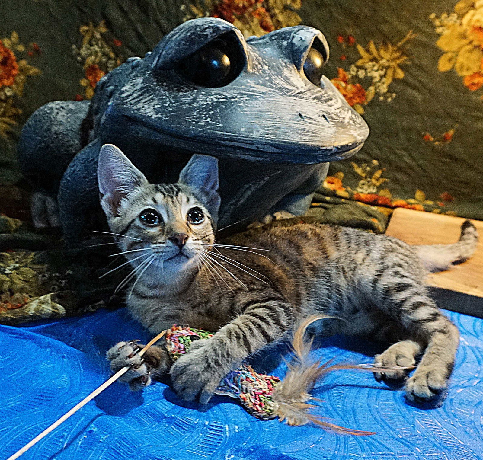 KITTEN MINNOW