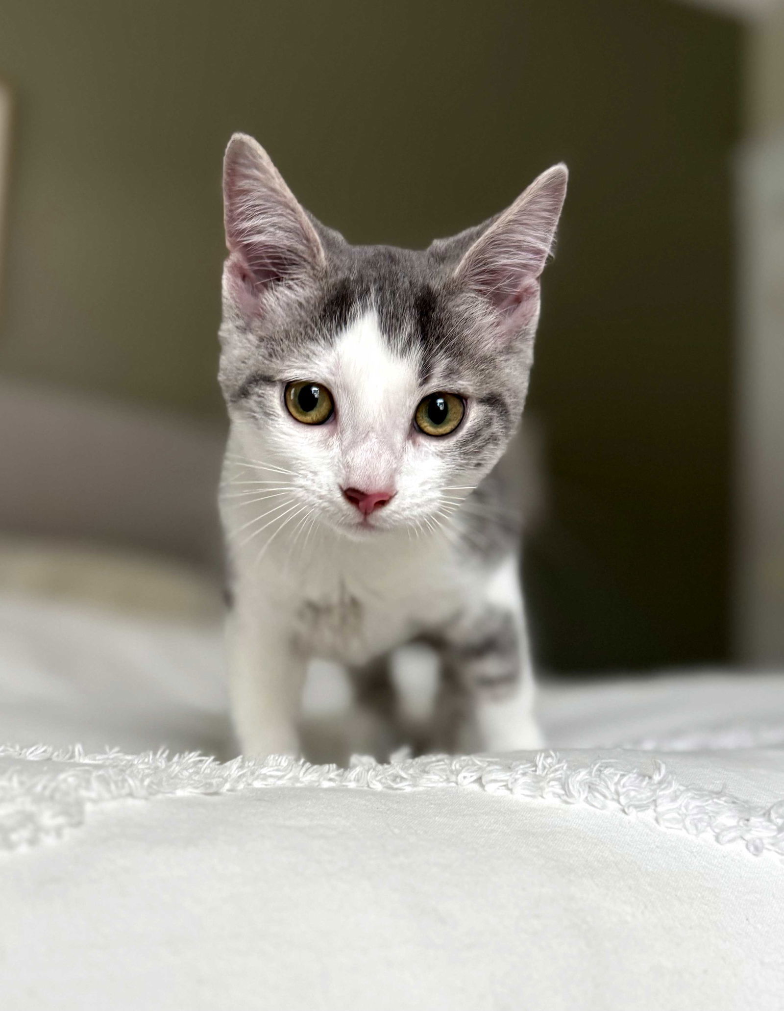 KITTEN LULU