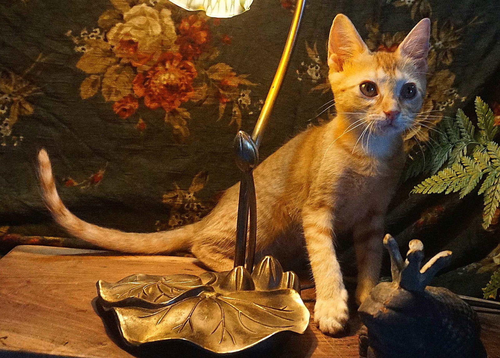 KITTEN LILYPAD