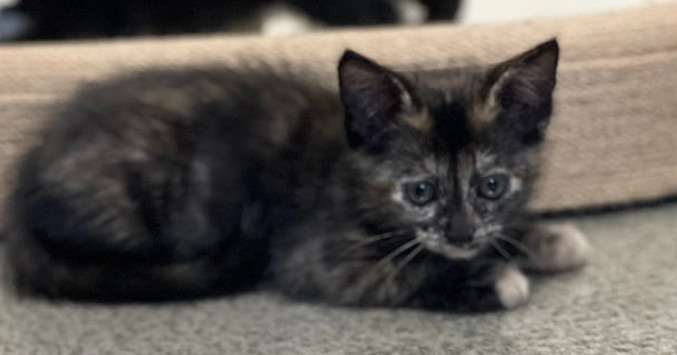 Gracie (tortie)