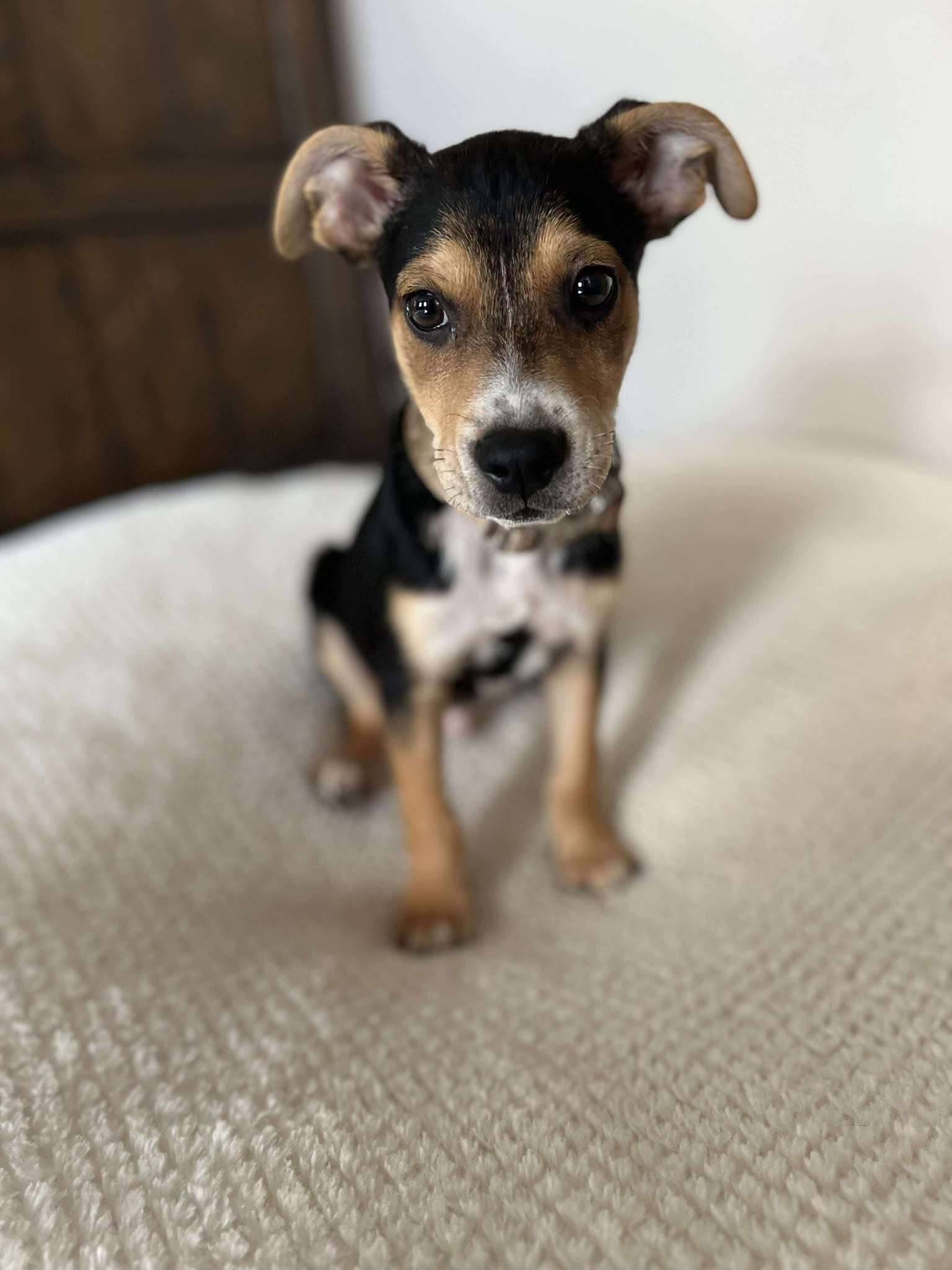 Bolt