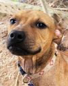 Shorty *Adopt or Foster*