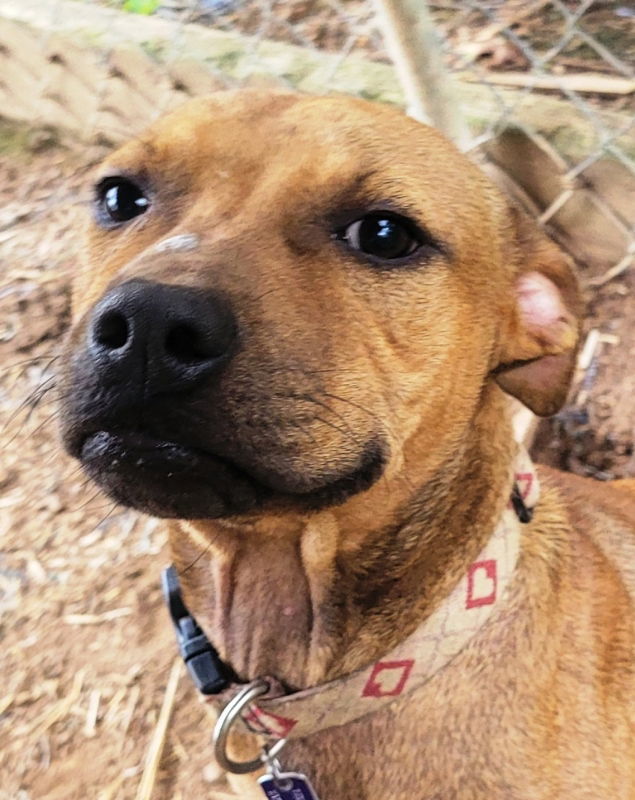 Shorty *Adopt or Foster*