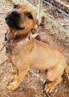 Shorty *Adopt or Foster*