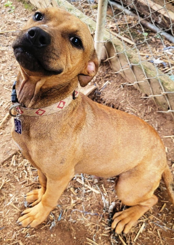 Shorty *Adopt or Foster*