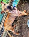 Shorty *Adopt or Foster*