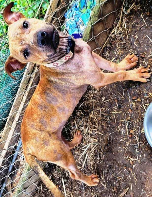 Shorty *Adopt or Foster*