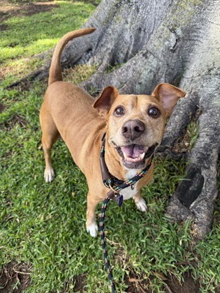 Charlee, an adoptable Mixed Breed in Honolulu, HI, 96826 | Photo Image 1