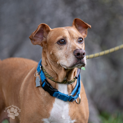 Charlee, an adoptable Mixed Breed in Honolulu, HI, 96826 | Photo Image 1