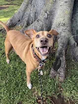 Charlee, an adoptable Mixed Breed in Honolulu, HI, 96826 | Photo Image 2