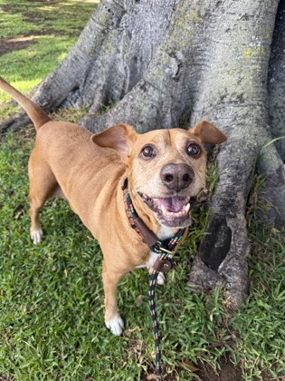Charlee, an adoptable Mixed Breed in Honolulu, HI, 96826 | Photo Image 3