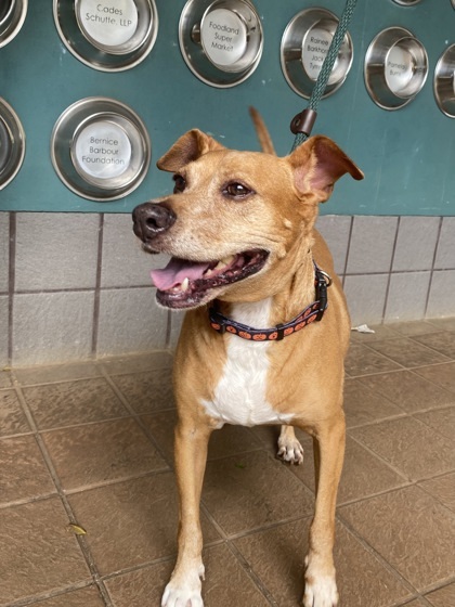 Charlee, an adoptable Mixed Breed in Honolulu, HI, 96826 | Photo Image 3
