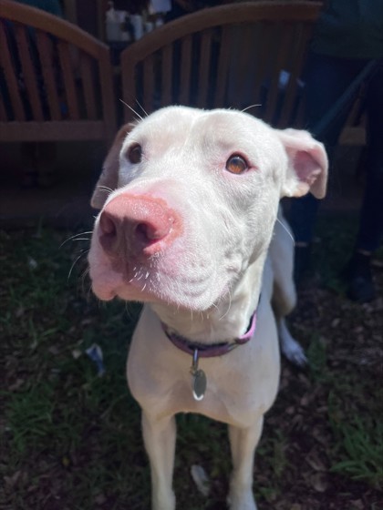 Pristino, an adoptable Pointer, Mixed Breed in Honolulu, HI, 96826 | Photo Image 1