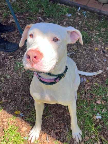 Pristino, an adoptable Pointer, Mixed Breed in Honolulu, HI, 96826 | Photo Image 2