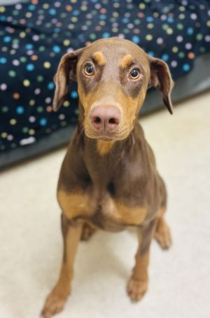 Rosie