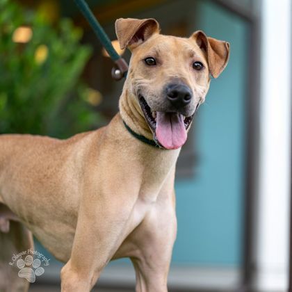Canelo, an adoptable Terrier, Mixed Breed in Honolulu, HI, 96826 | Photo Image 1