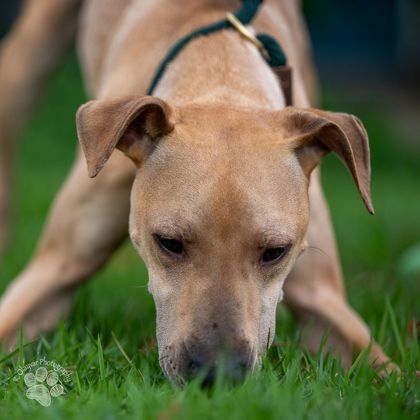 Canelo, an adoptable Terrier, Mixed Breed in Honolulu, HI, 96826 | Photo Image 2