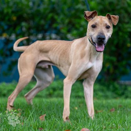 Canelo, an adoptable Terrier, Mixed Breed in Honolulu, HI, 96826 | Photo Image 3