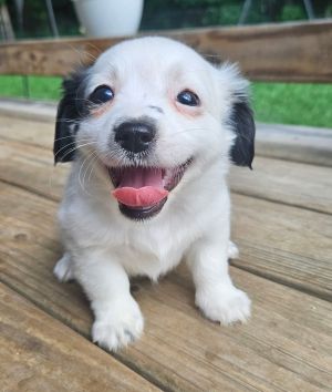 Belle