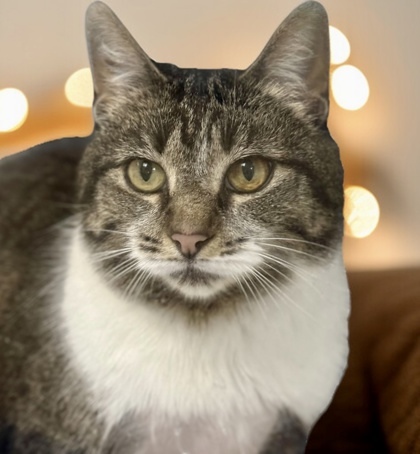 Bean (Scrazzy), an adoptable Domestic Short Hair in Gwinn, MI, 49841 | Photo Image 1