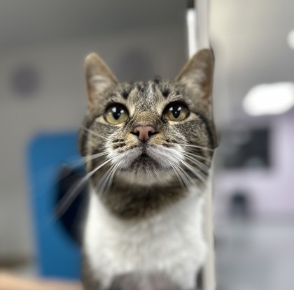 Bean (Scrazzy), an adoptable Domestic Short Hair in Gwinn, MI, 49841 | Photo Image 2