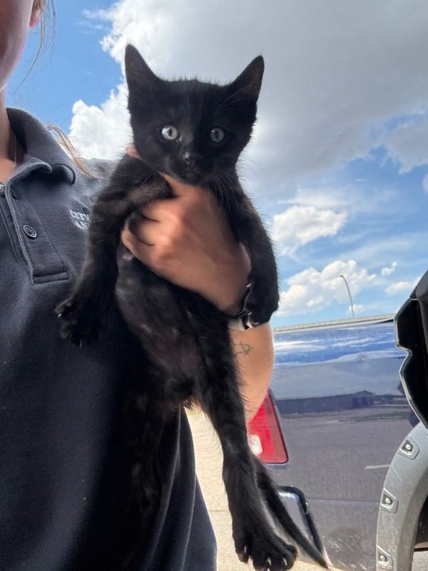 Toothless