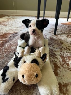 Snoopy
