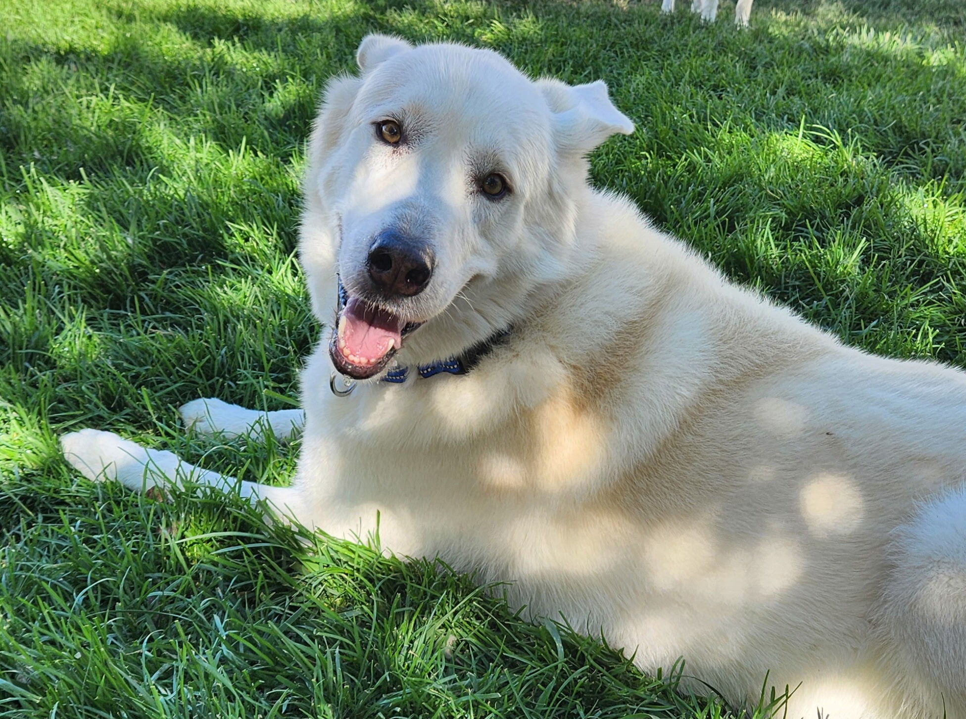 Bear, an adoptable Akbash, Siberian Husky in Cottonwood Heights, UT, 84121 | Photo Image 1