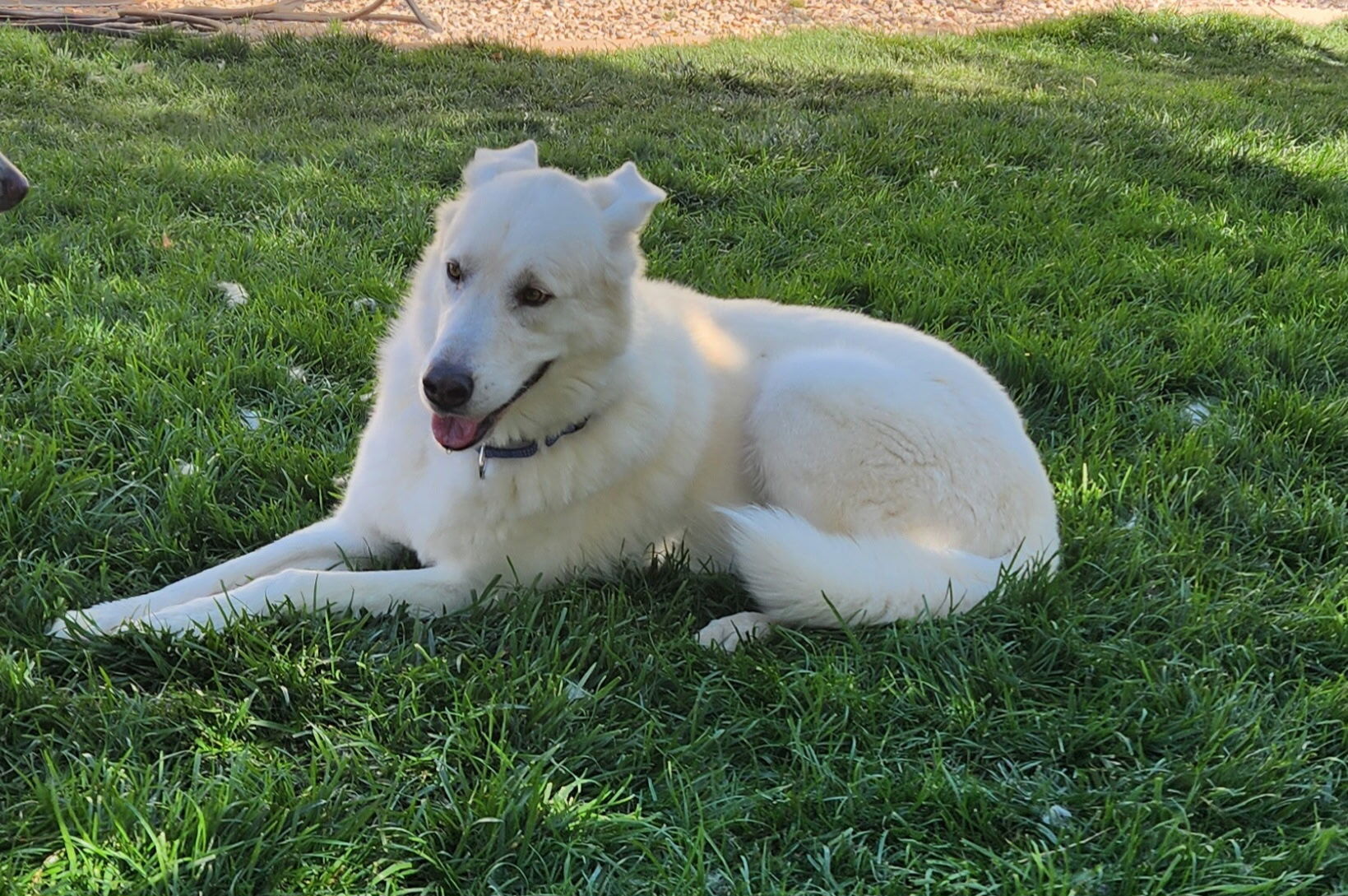 Bear, an adoptable Akbash, Siberian Husky in Cottonwood Heights, UT, 84121 | Photo Image 2