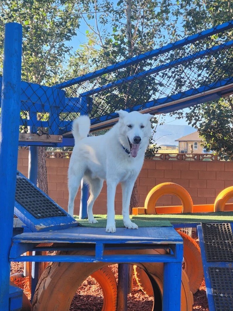 Bear, an adoptable Akbash, Siberian Husky in Cottonwood Heights, UT, 84121 | Photo Image 3