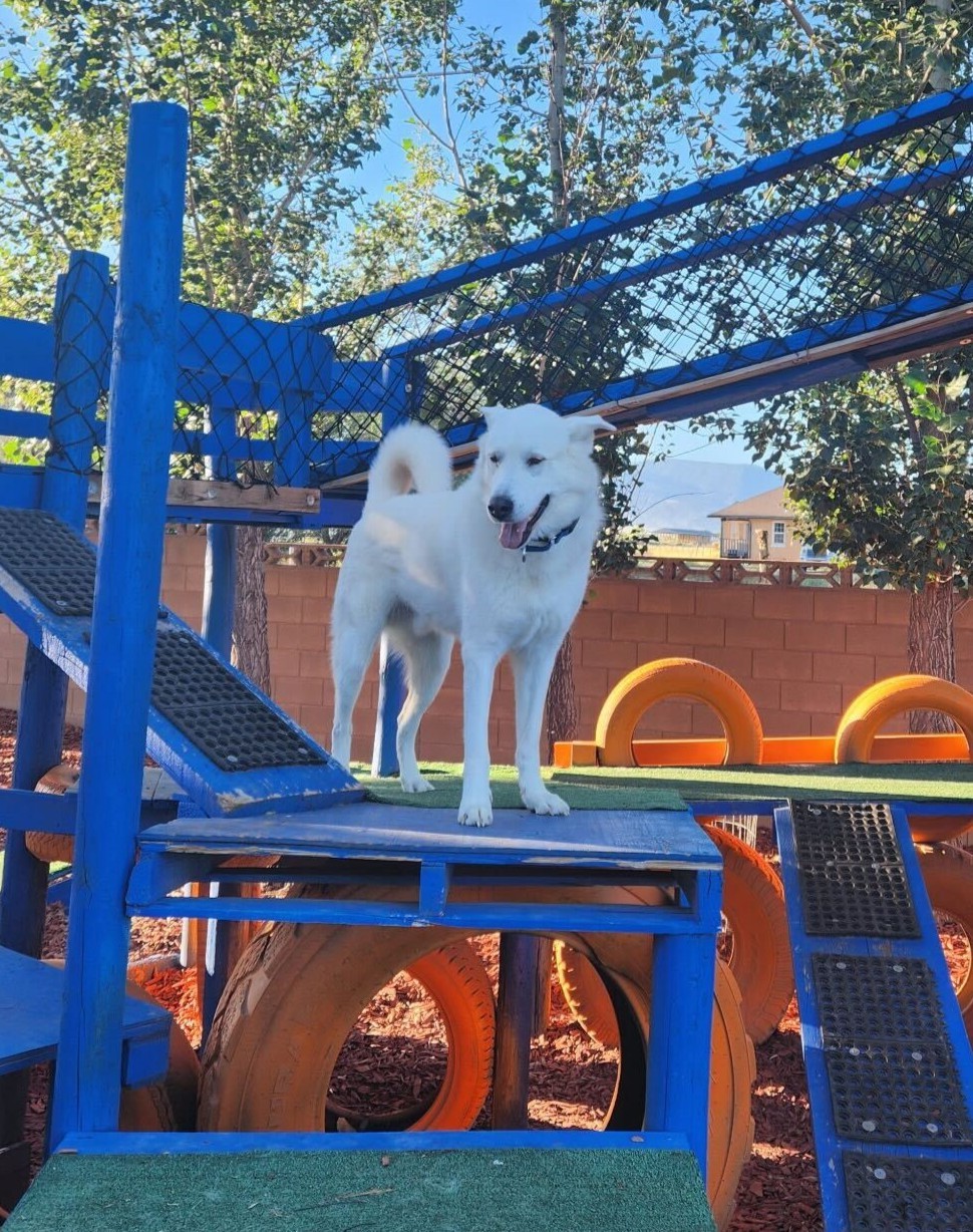 Bear, an adoptable Akbash, Siberian Husky in Cottonwood Heights, UT, 84121 | Photo Image 4
