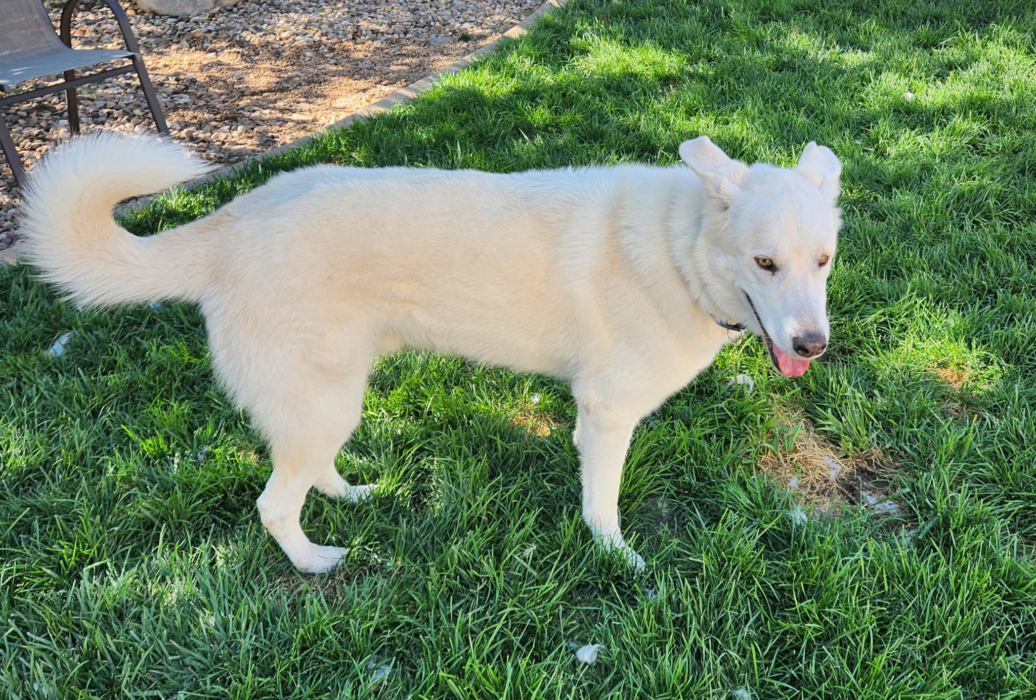 Bear, an adoptable Akbash, Siberian Husky in Cottonwood Heights, UT, 84121 | Photo Image 5
