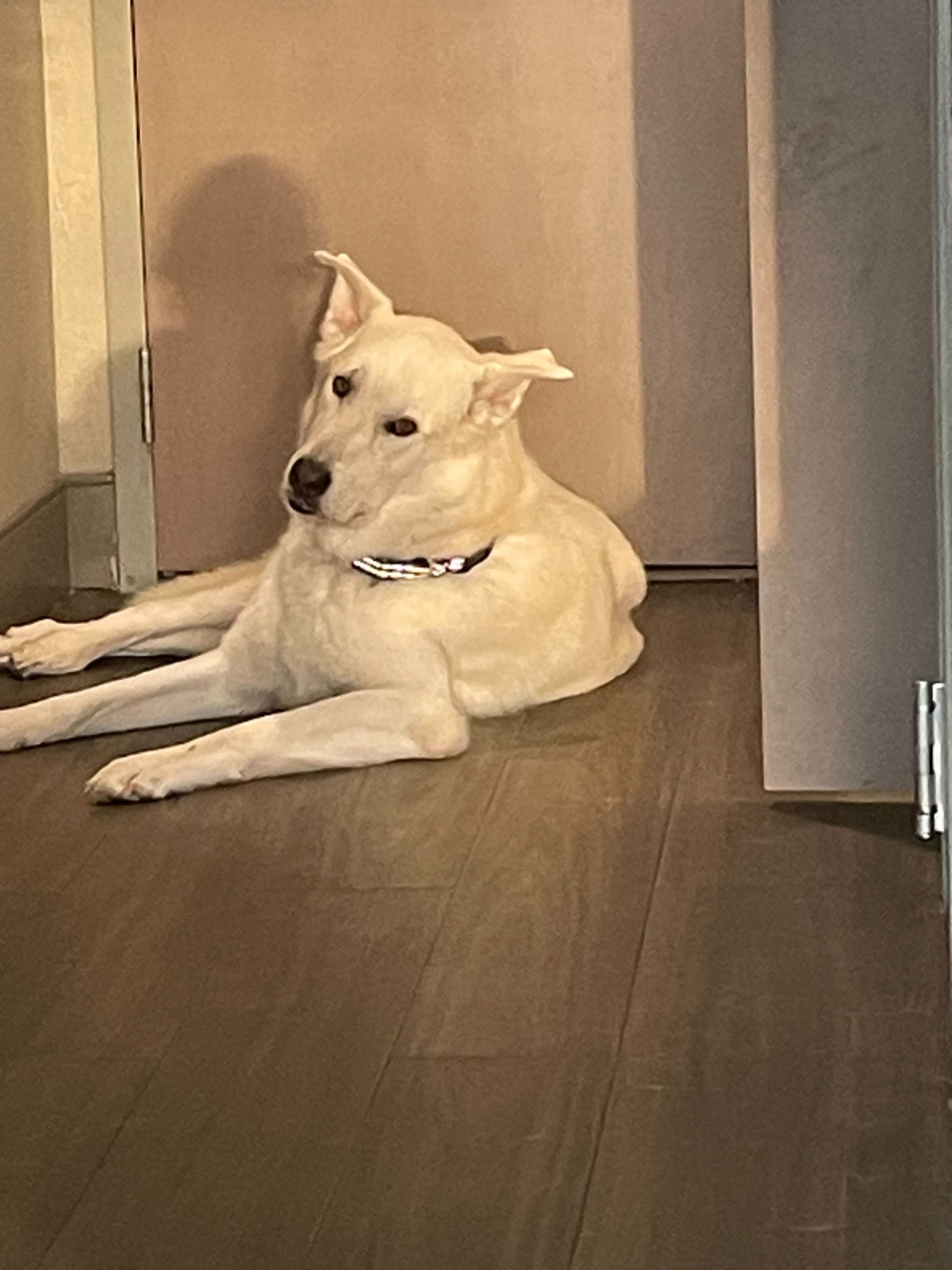 Bear, an adoptable Akbash, Siberian Husky in Cottonwood Heights, UT, 84121 | Photo Image 6