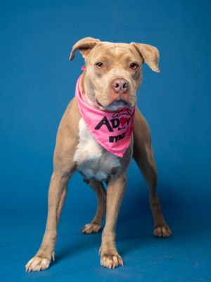 Donna-ADOPTED
