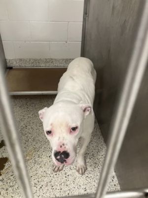 Blanco