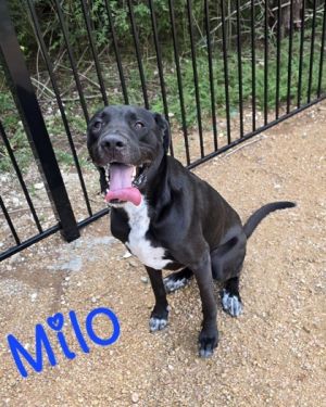 Milo
