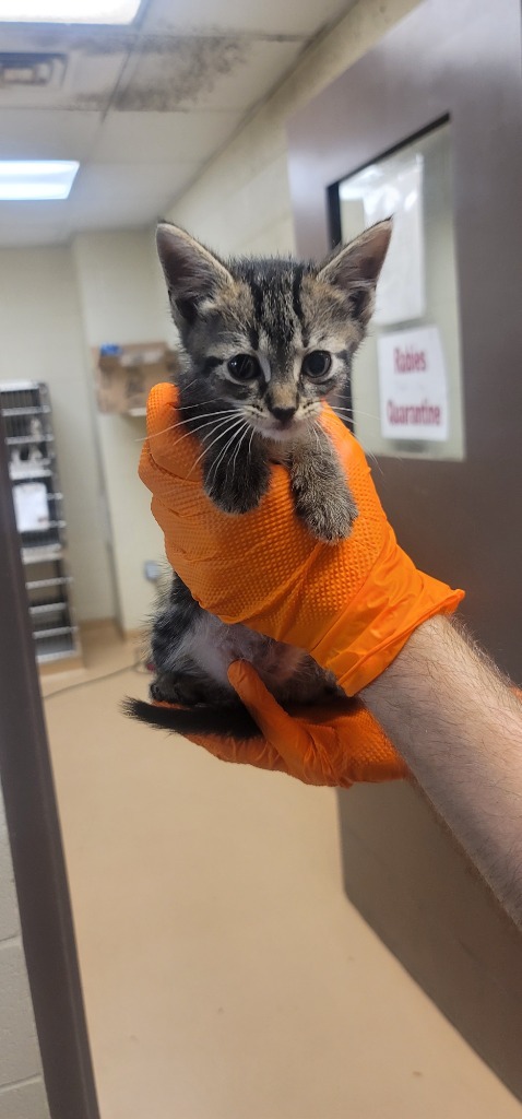 Tiny