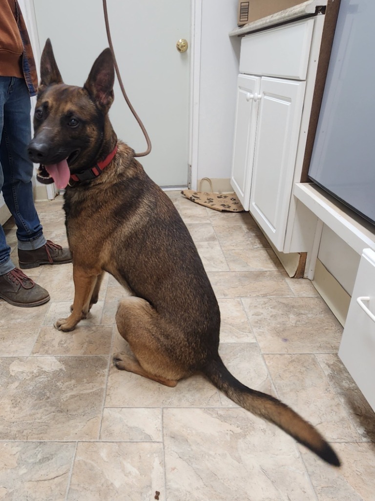 Leonides, an adoptable Belgian Shepherd / Malinois in Gold Beach, OR, 97444 | Photo Image 2