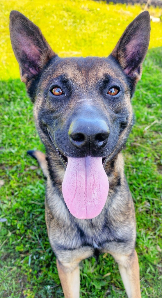 Leonides, an adoptable Belgian Shepherd / Malinois in Gold Beach, OR, 97444 | Photo Image 3