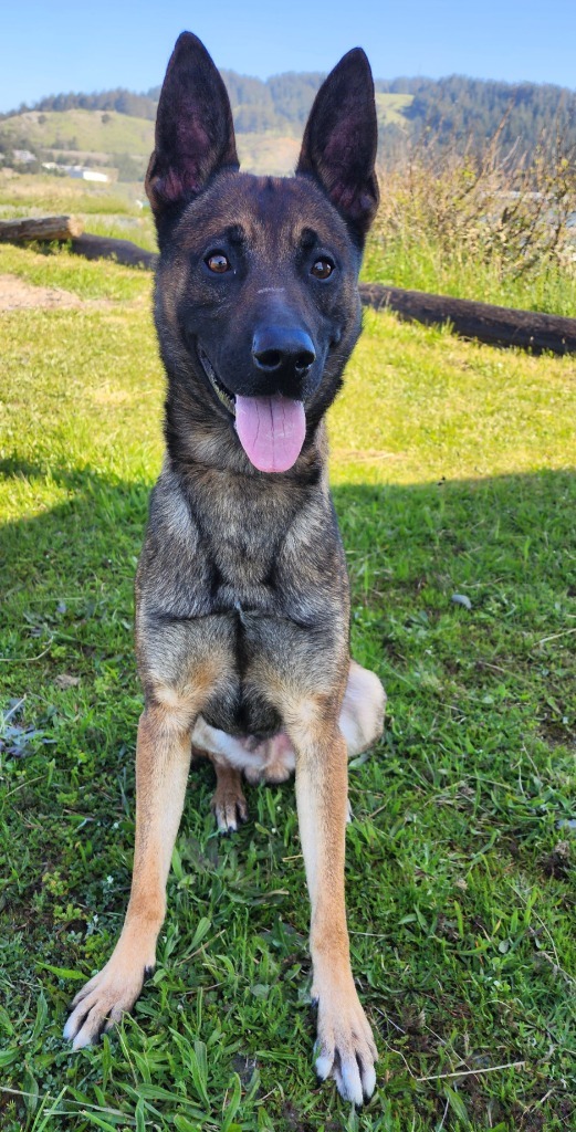 Leonides, an adoptable Belgian Shepherd / Malinois in Gold Beach, OR, 97444 | Photo Image 4