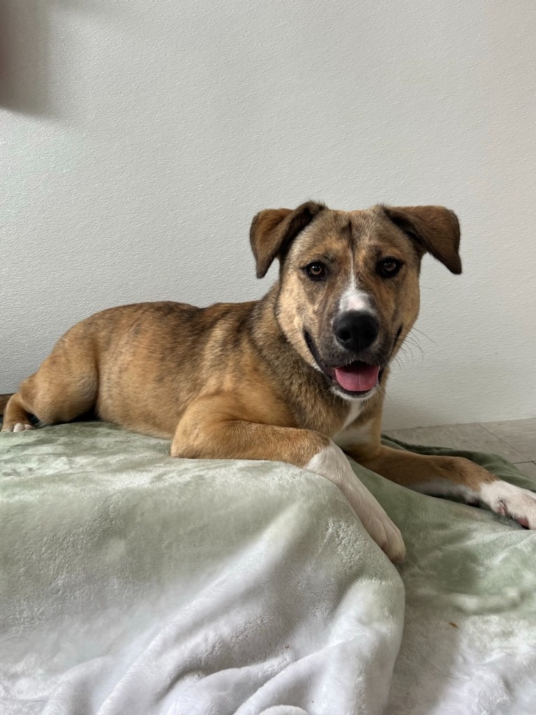 Dory, an adoptable German Shepherd Dog in Brookings, OR, 97415 | Photo Image 1