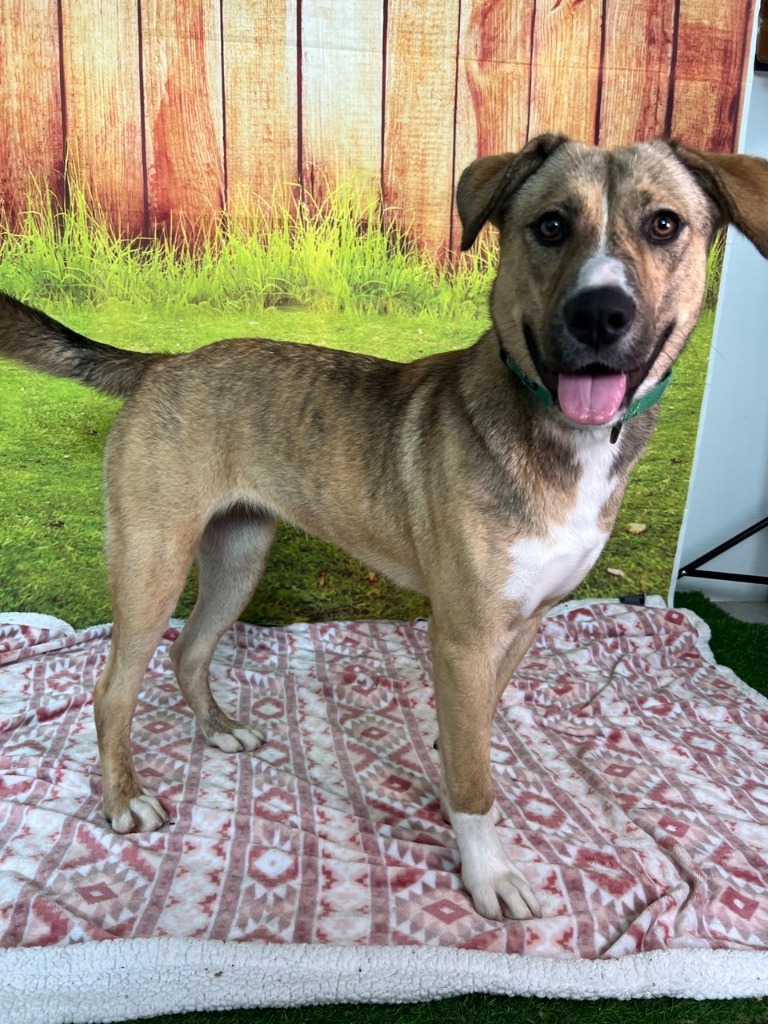 Dory, an adoptable German Shepherd Dog in Brookings, OR, 97415 | Photo Image 3