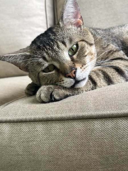 Sir Jasper
