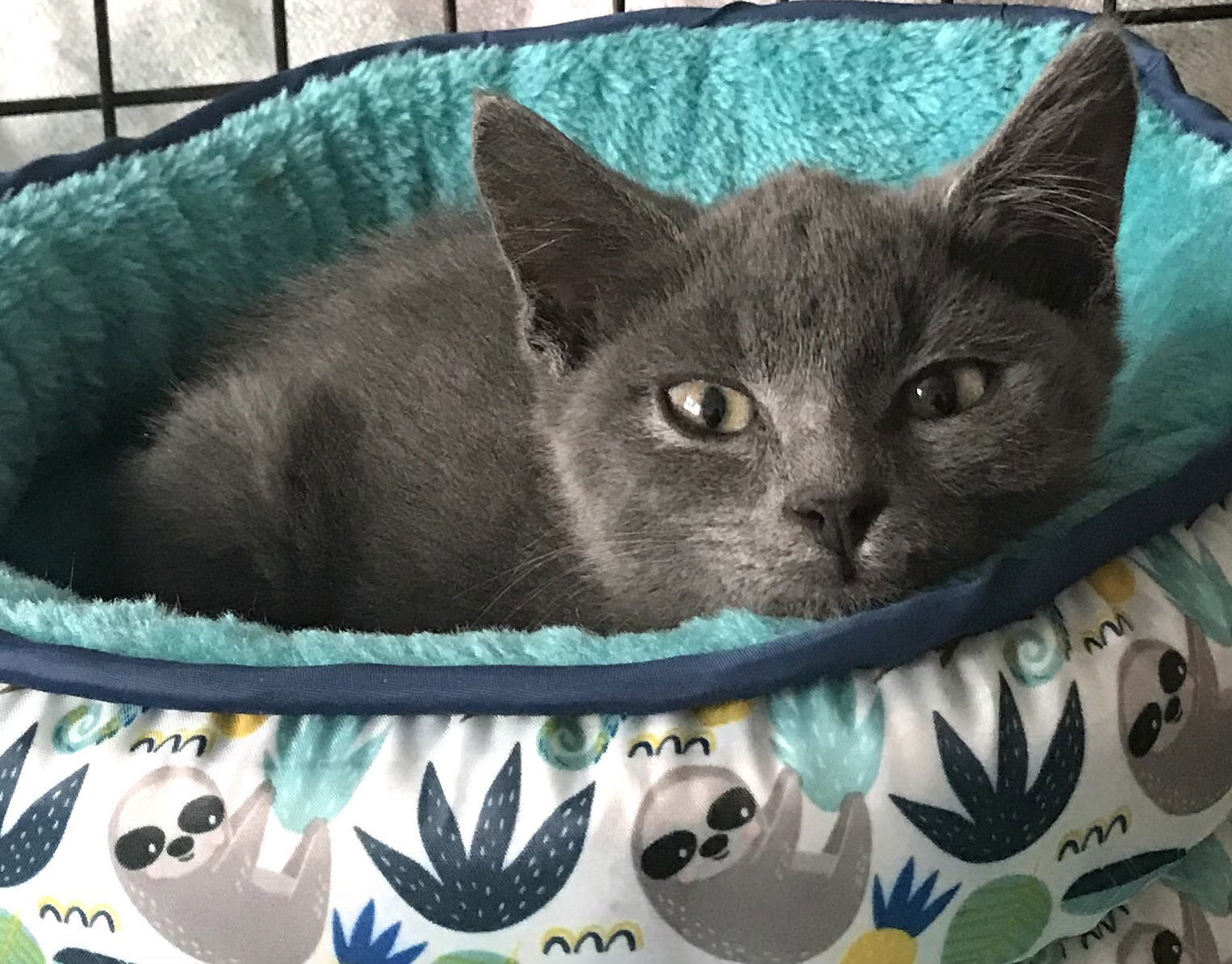 Tairn: Not At shelter (Maia)