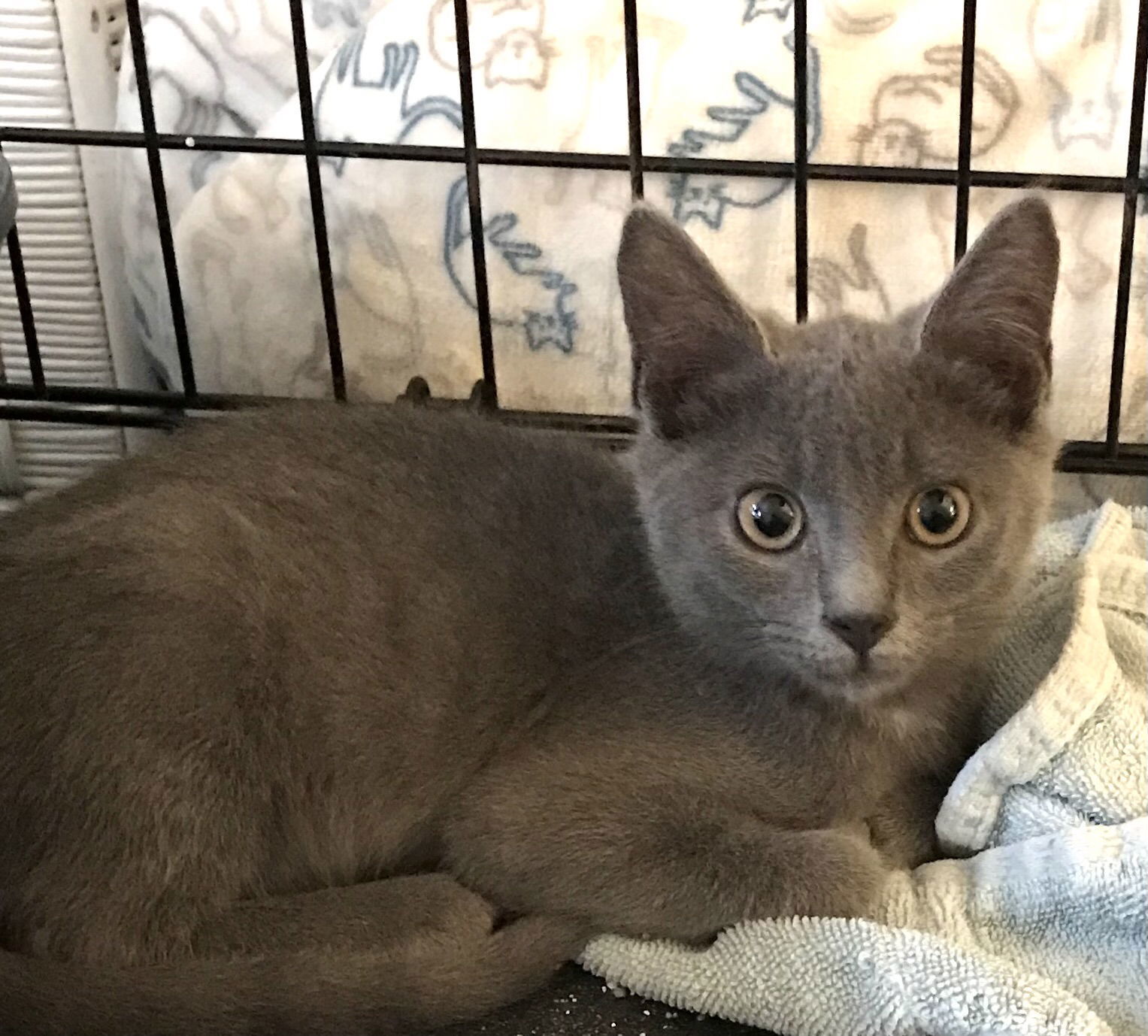 Tairn: Not At shelter (Maia)