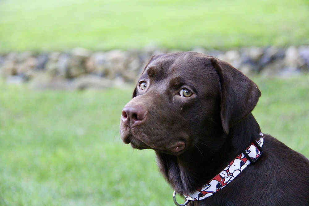 Kona