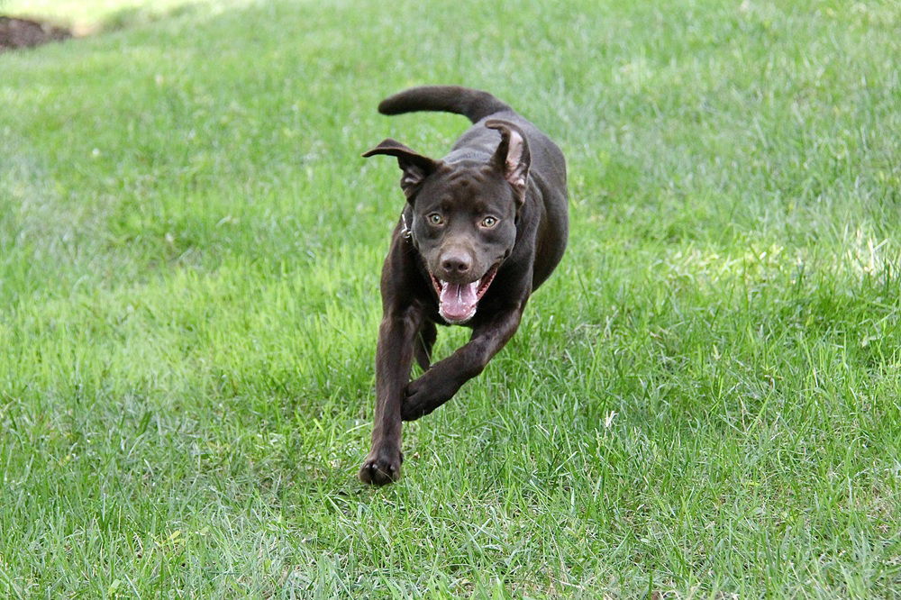 Kona