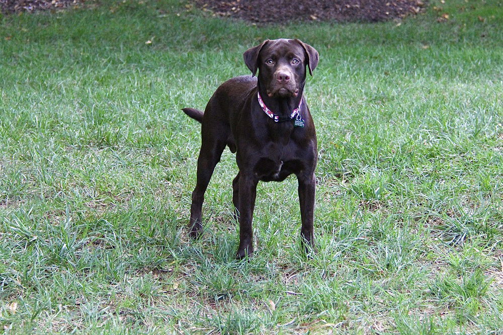 Kona
