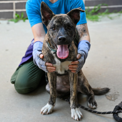Aloha (Foster)